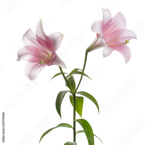 A branch of gently pink lily flowers isolated on a white background.