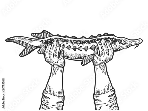 Hands with sturgeon fish engraving vector illustration. Scratch board style imitation. Black and white hand drawn image.