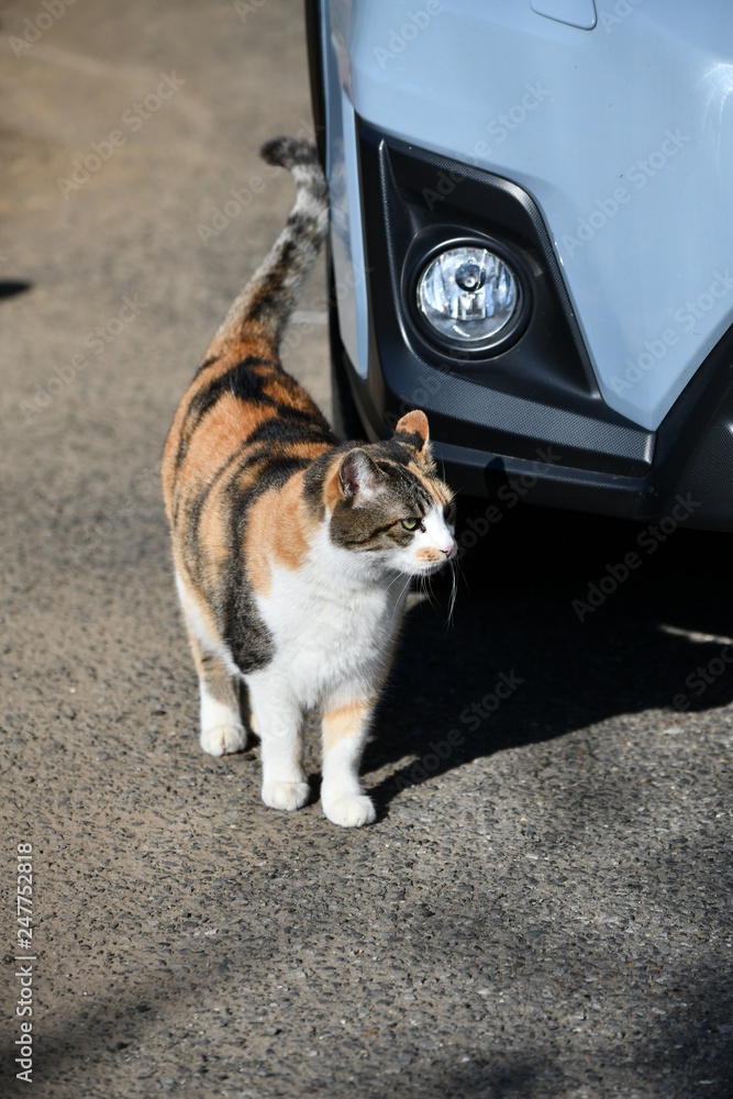 外猫 外猫
