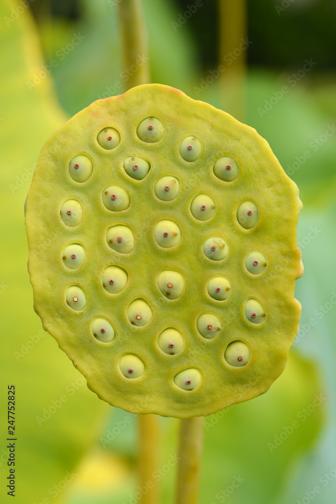 Sacred lotus Sacred lotus