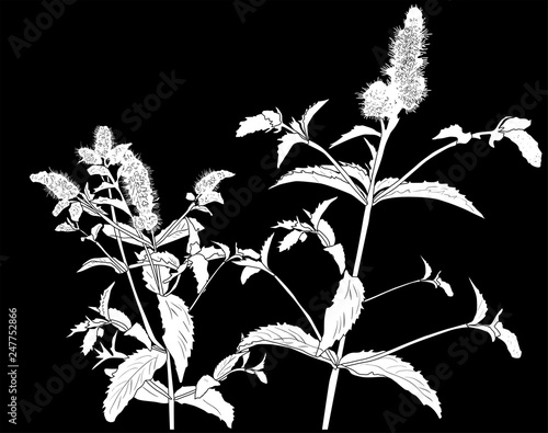 peppermint plant silhouette on black