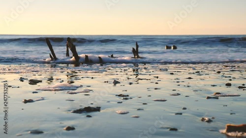Dead trees on the Atlantic ocean beach, Botany Bay beach, Edisto Island, SC, USA
