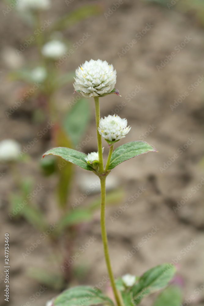 White globe amaranth White globe amaranth