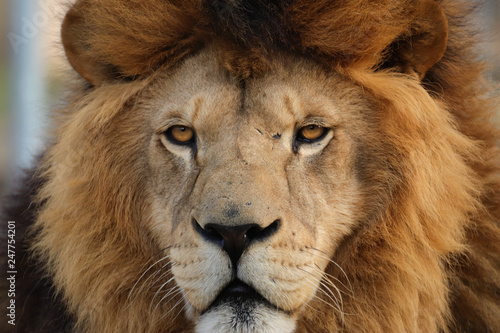 Detail face berber lion