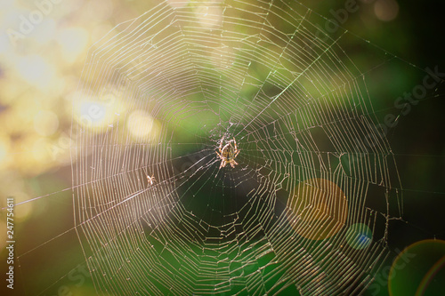 The spider climbs on the web on green background