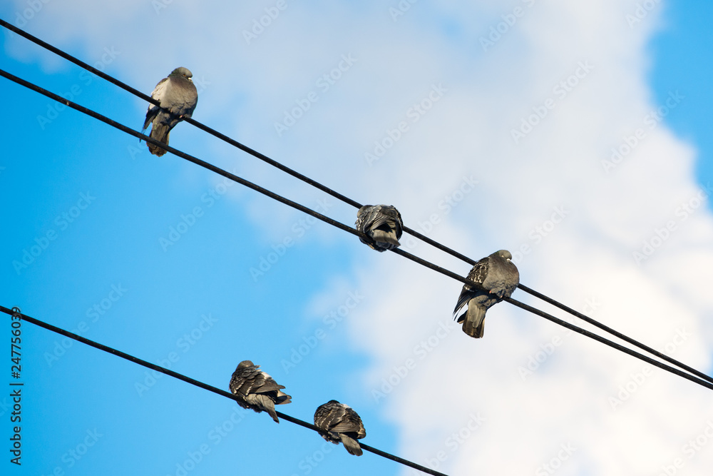 Pigeons are sitting on wires, birds sitting on power lines over clear sky Pigeons are sitting on wires, birds sitting on power lines over clear sky