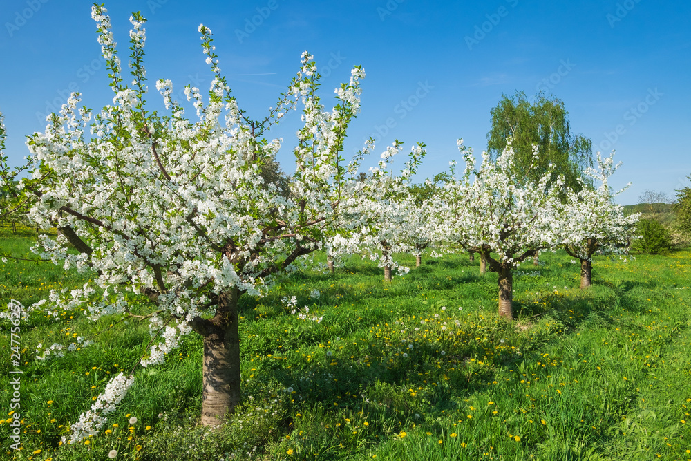 Kleine blühende Kirschbäume im Rheingau Kleine blühende Kirschbäume im Rheingau