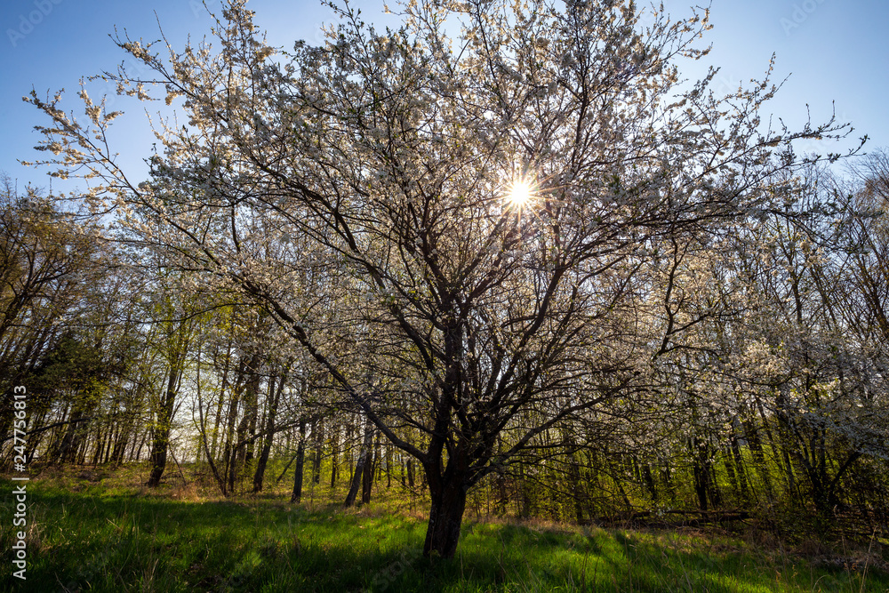 Flowering tree, spring time in Poland.