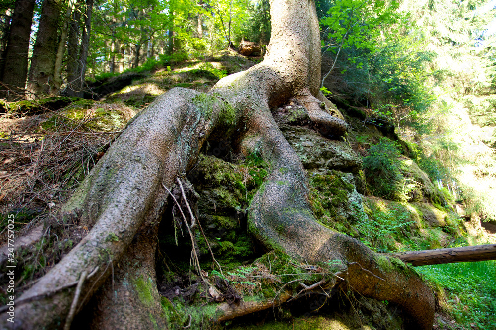 Fototapeta premium Baum mit grosser Wurzel