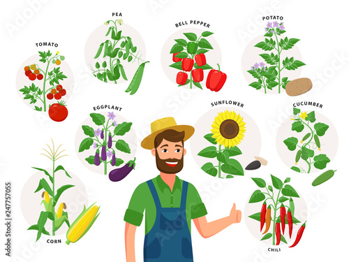 Cute farmer and his harvest around him. Set of vegetable plants and ripe fruits, tomato, chili pepper, sunflower, corn, pea, cucumber, potato isolated on white background, illustrations in flat design