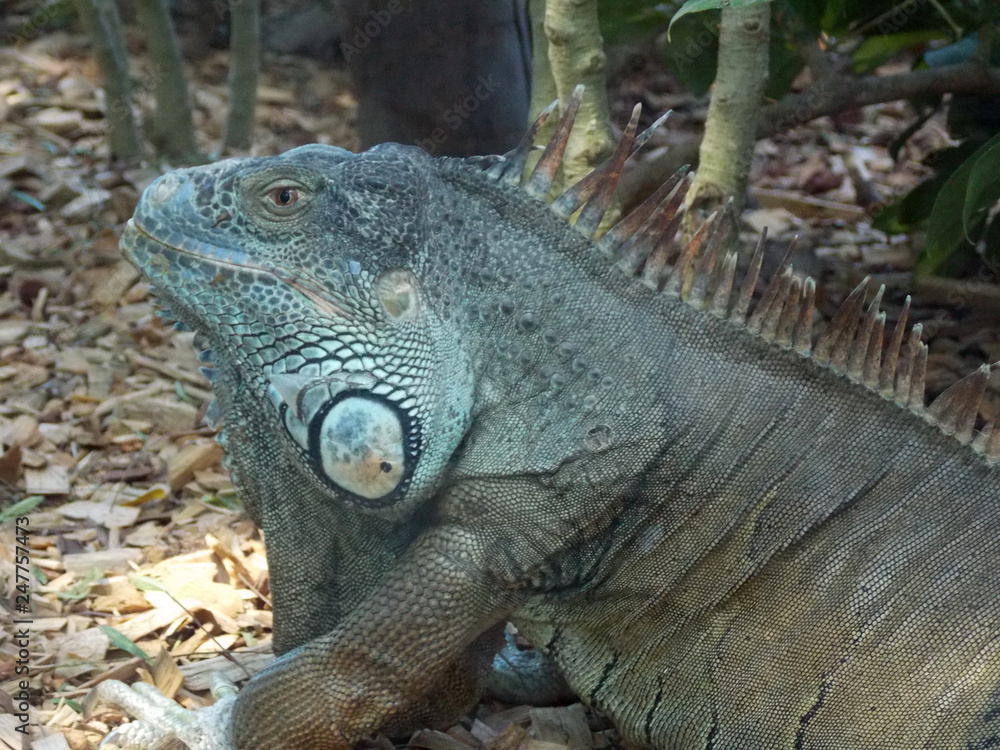 Fototapeta premium Beautiful iguana