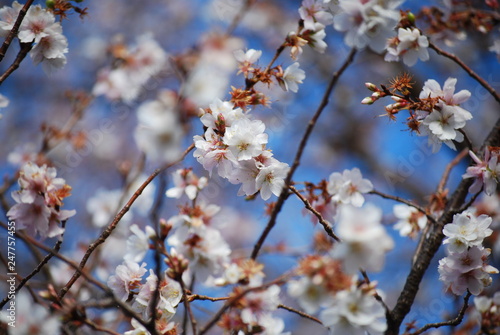 桜