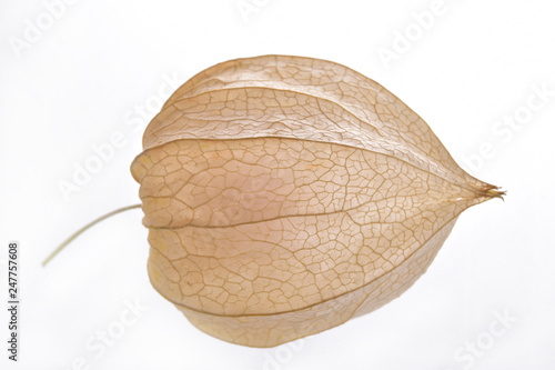 Cream box of dried physalis on a neutral white background photo