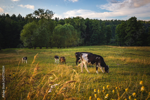 Cows on the field, polish rural landscape, late evening golden light.