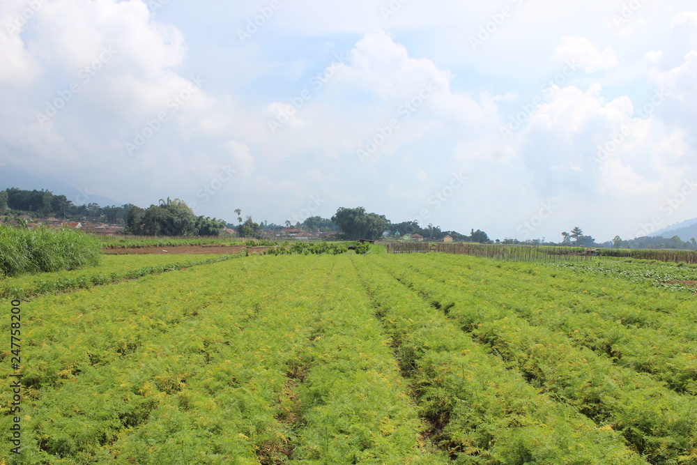 Vegetable Field In Batu City, Indonesia