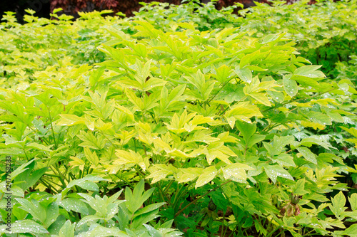 peony leaves in a garden