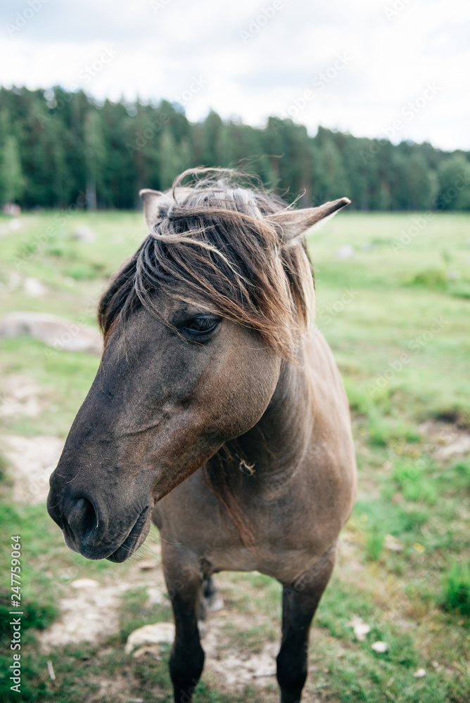 Obraz premium Portrait of a Wild Horse