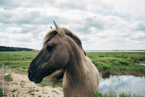 Horse in Latvia