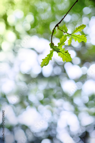 Fresh green oak branch leaves isolated on blur background.
