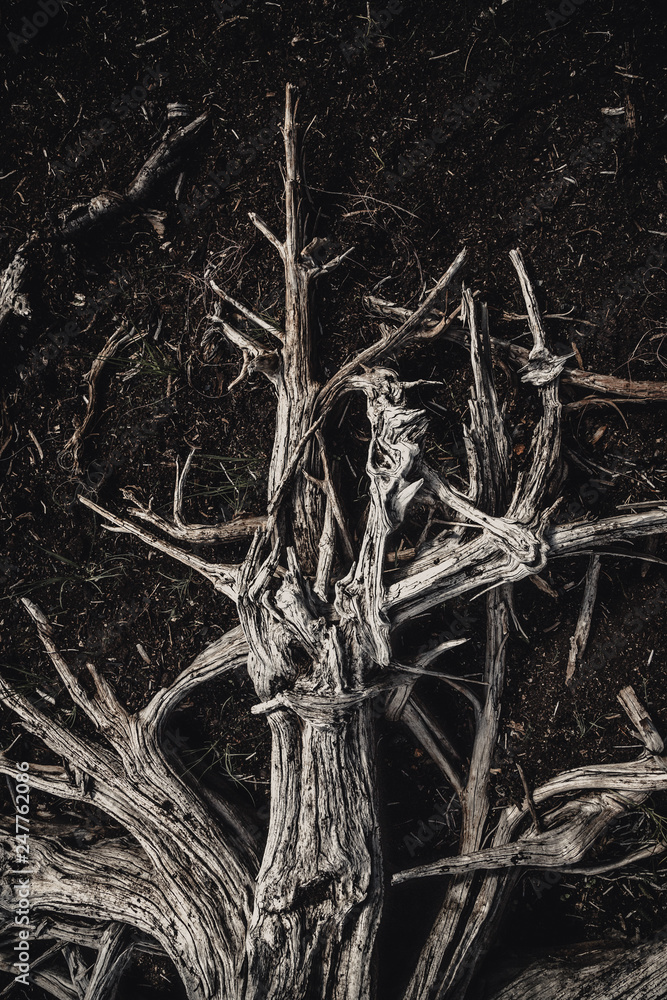 Dried out, white elements of dead wood. Wooden, natural motive. Dried out, white elements of dead wood. Wooden, natural motive.