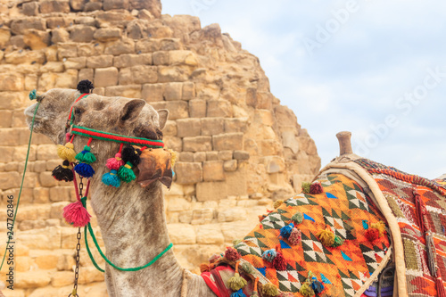 Сlose-up of camel on the Giza pyramid background