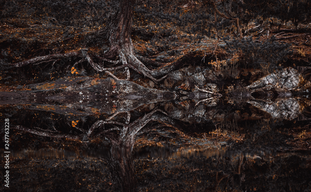 Fototapeta premium Autumn in Bymarka area in Trondheim, Norway. Beautiful reflections on the lake,