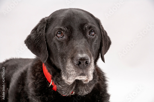 An elderly black labrador bitch waits patiently for instruction while she poses on a white seamless background in the studio © Chris Rose