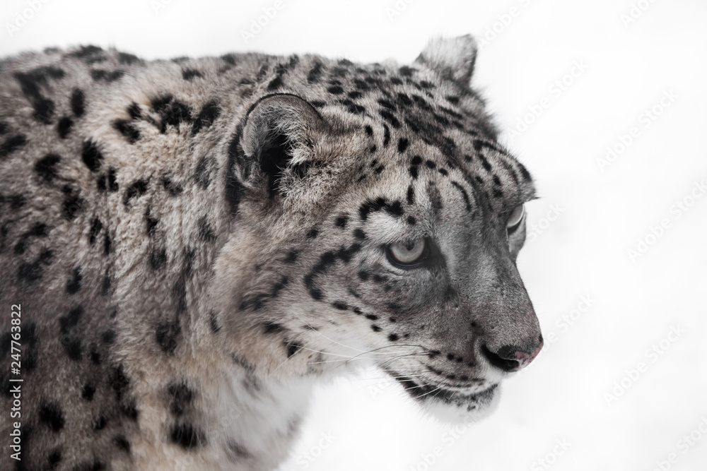a snow leopard close-up, big clear eyes and lush fur. a snow leopard close-up, big clear eyes and lush fur.