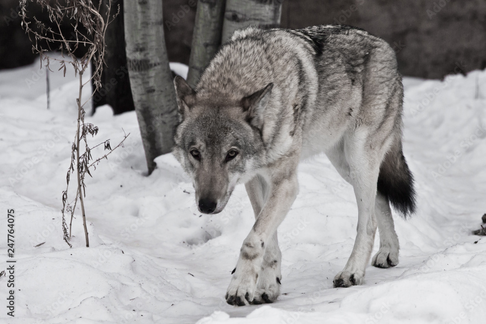 Obraz premium Powerful experienced male wolf with a big powerful head and body, sneaks up and looks.