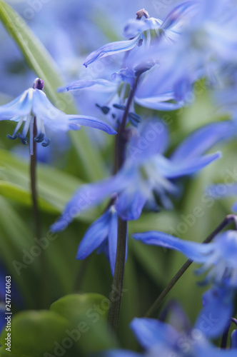 Siberian squill blue spring flowers, (wood squill)