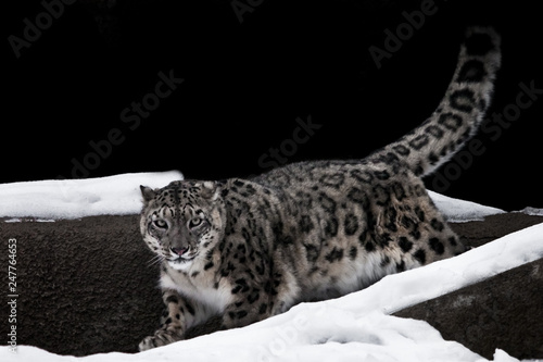snow leopard walks in the snow against a dark background, a strong and fast rare animal.