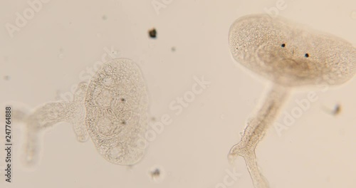 Study Movement and Specimens of Transversotrema patiallensis (parasite) under the microscopic in laboratory. photo