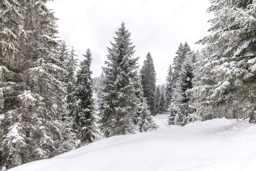 national park tara snow trees landscape. national park tara snow trees landscape.