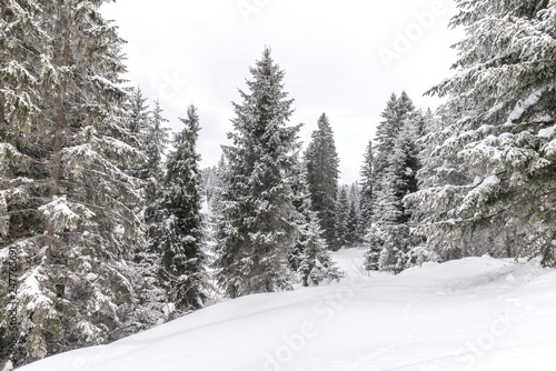 national park tara snow trees landscape.