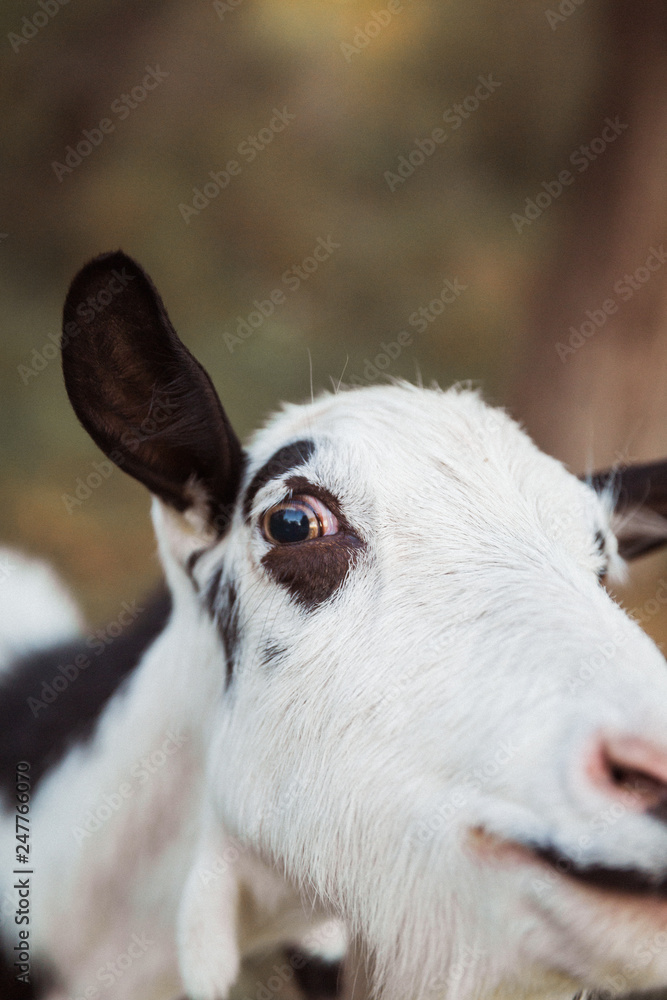 Close up the face of the goat