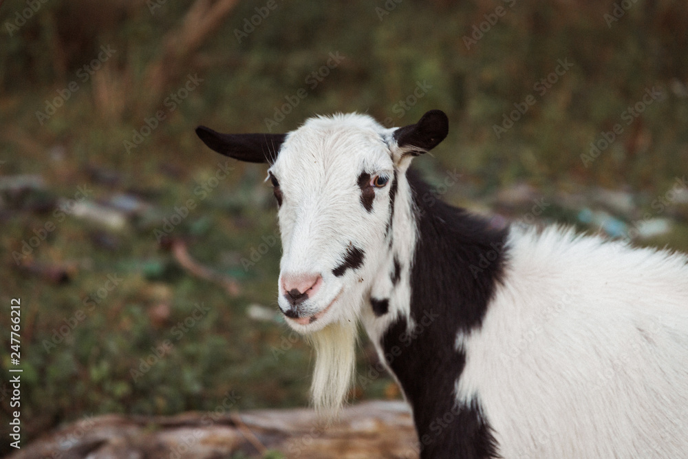 Close up the goat outdoors