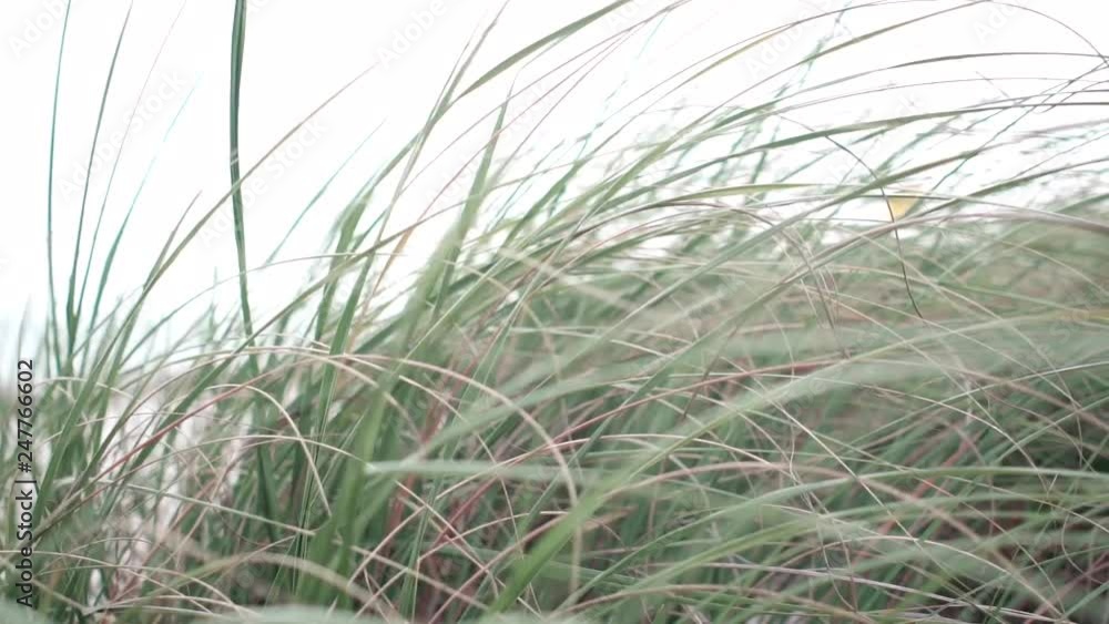 Slow motion of wildgrass blowing in the wind Slow motion of wildgrass blowing in the wind