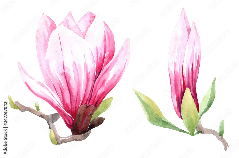 Fototapeta premium Flowers watercolor illustration of purple Magnolia branch, isolated on white background. Botanical watercolor hand drawn illustration