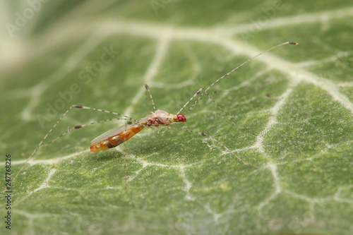 Arachnophile stilt bug sitting on the ivy leaf. A weird insect species occurring in Southern Europe.  photo