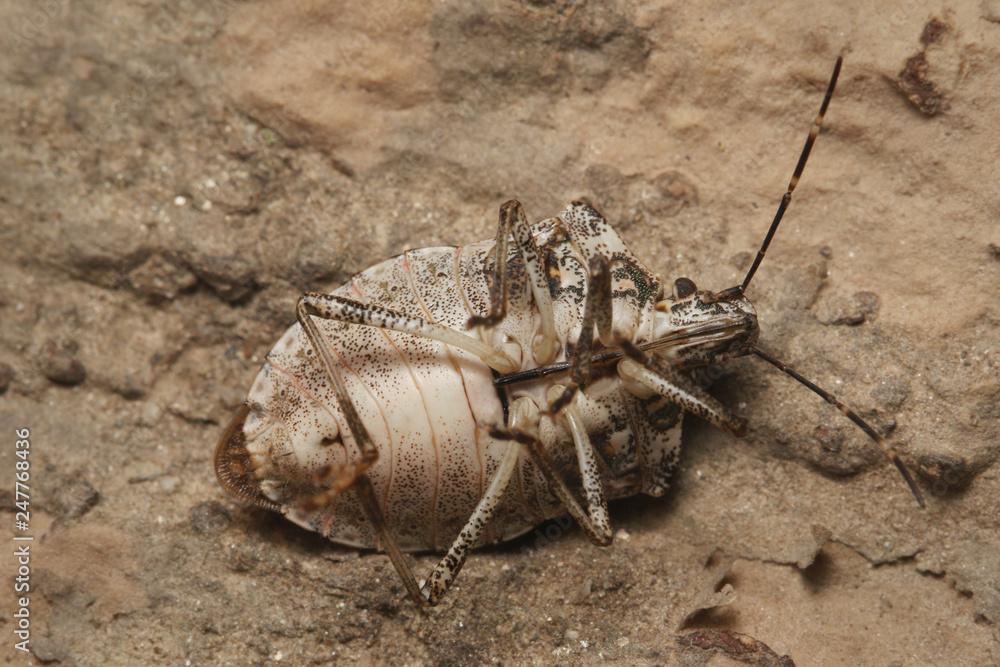 The brown marmorated stink bug, an insect native to China, Japan, the Korean peninsula, and Taiwan. It was accidentally introduced into the United States, Europe and South America.