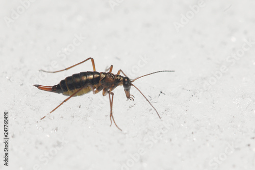 A male of the snow flea walking on the snow. A rare insect belonging to scorpionflies, occuring in Europian mountains during the winter season.