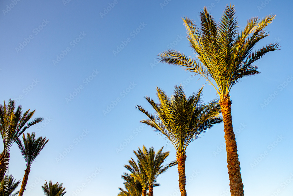 Obraz premium Plam trees on the blue sky background