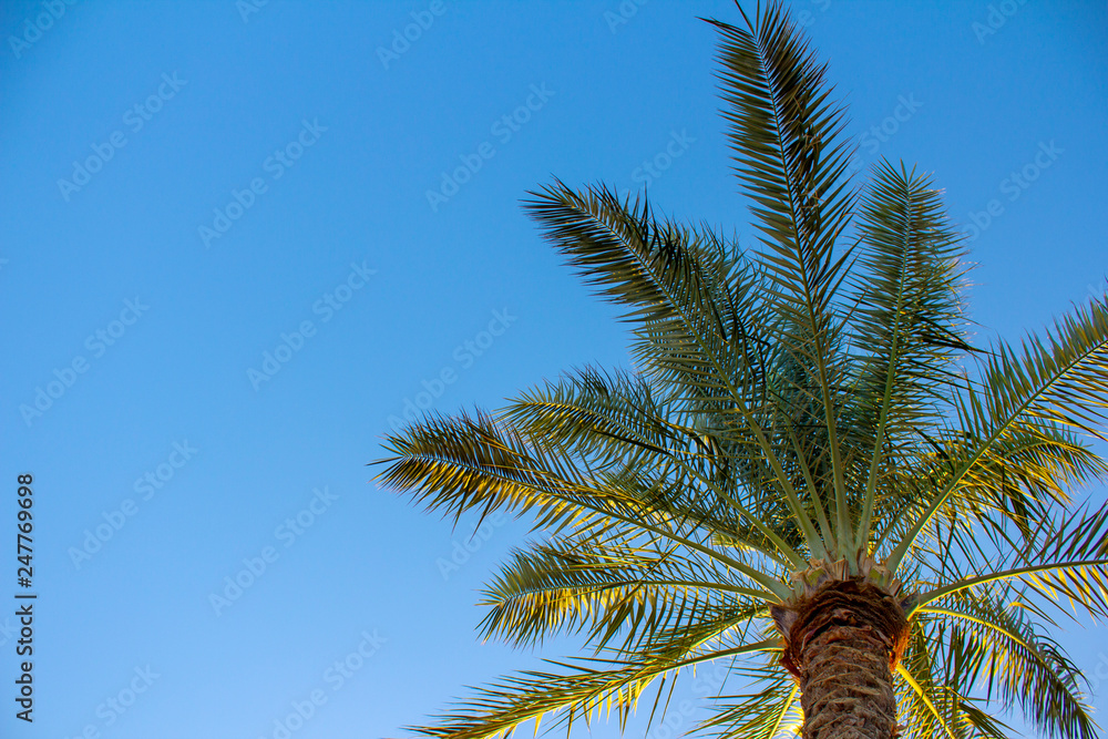 Plam trees on the blue sky background