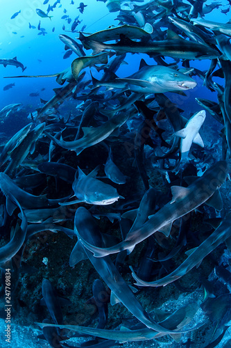 Banded hound shark and red stingray aggregation in Clear Blue Ocean of Chiba Japan photo