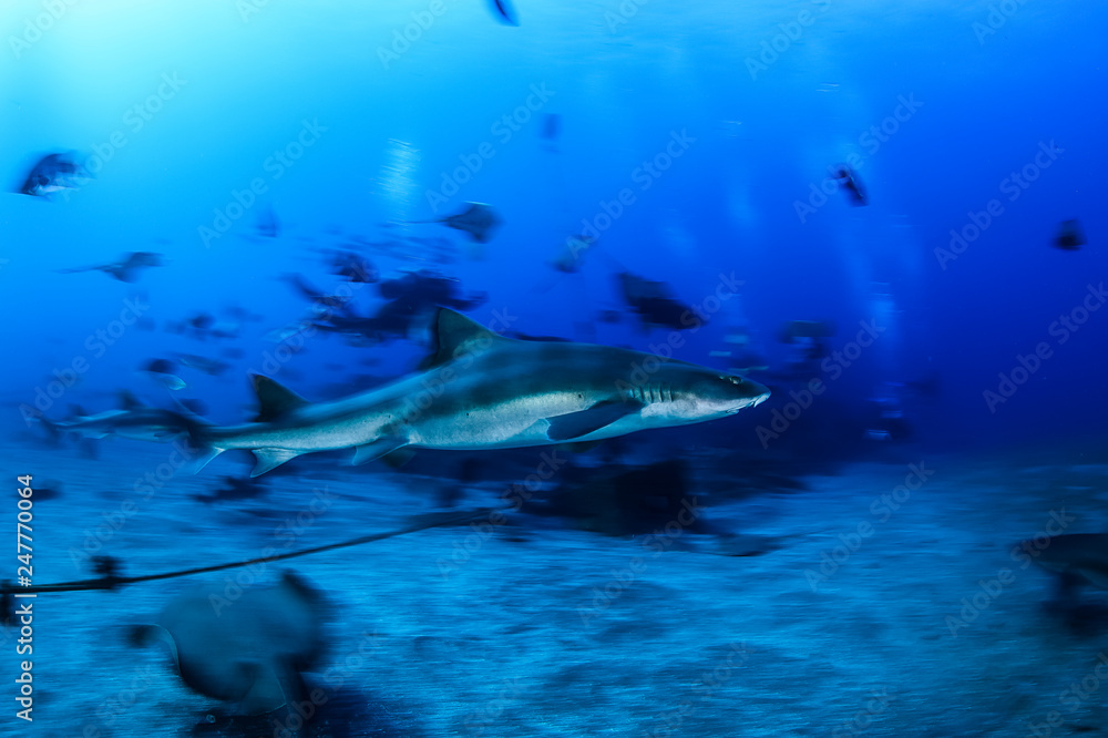 Fototapeta premium Banded hound shark and red stingray aggregation in Clear Blue Ocean of Chiba Japan