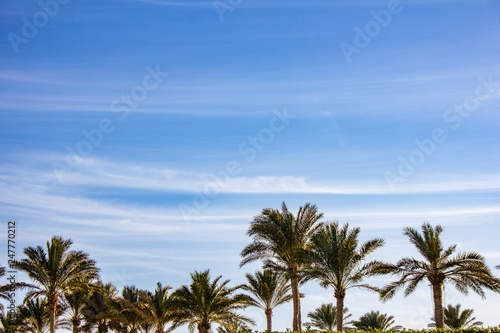 Plam trees on the blue sky background © J.Pliacushok