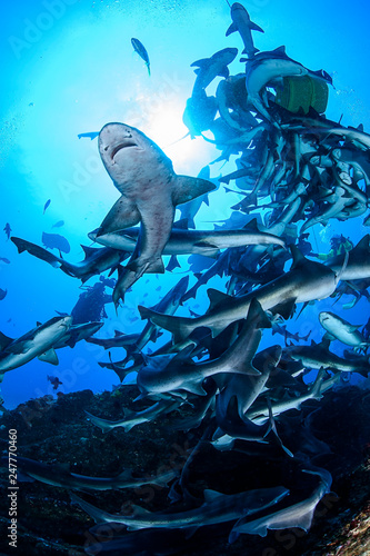 Banded hound shark and red stingray aggregation in Clear Blue Ocean of Chiba Japan