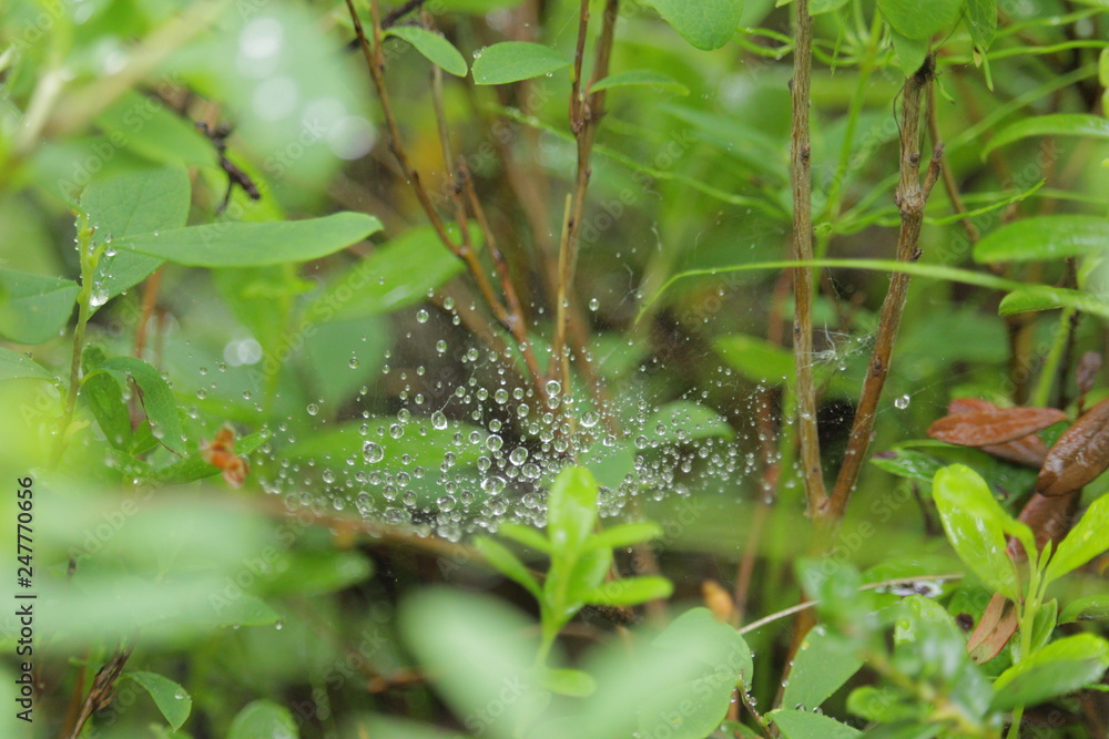 spider after rain spider after rain