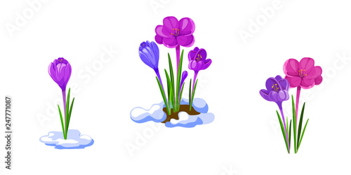 Crocuses illustration. Early spring flowers isolated on white background.