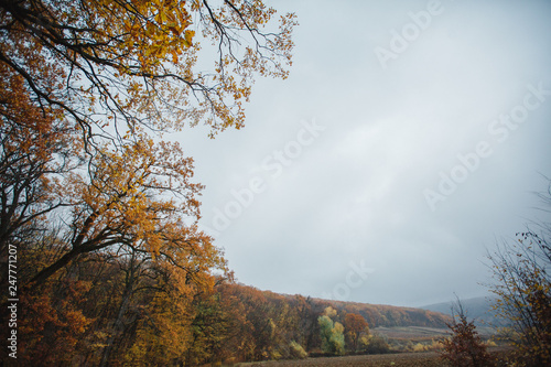 autumn in the park